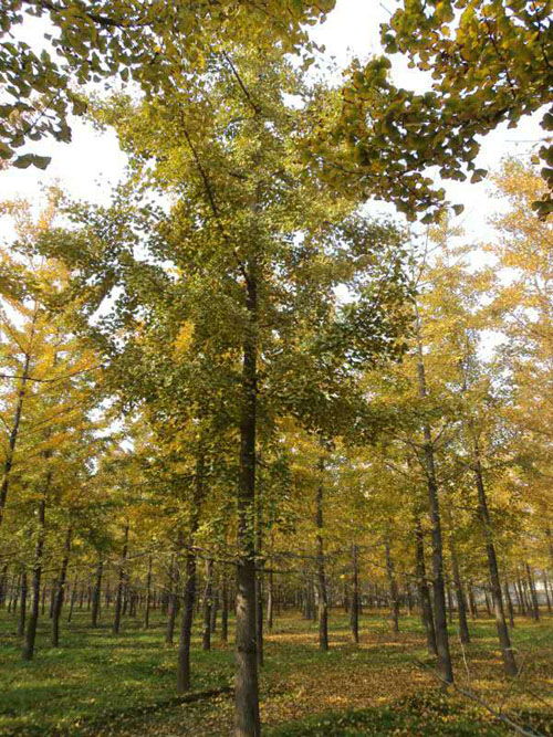 邳州市石博苗木基地 34公分銀杏苗木價格解析與選購指南