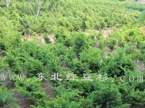 東北紅豆杉保定培育基地 優質苗木種植與經營新標桿