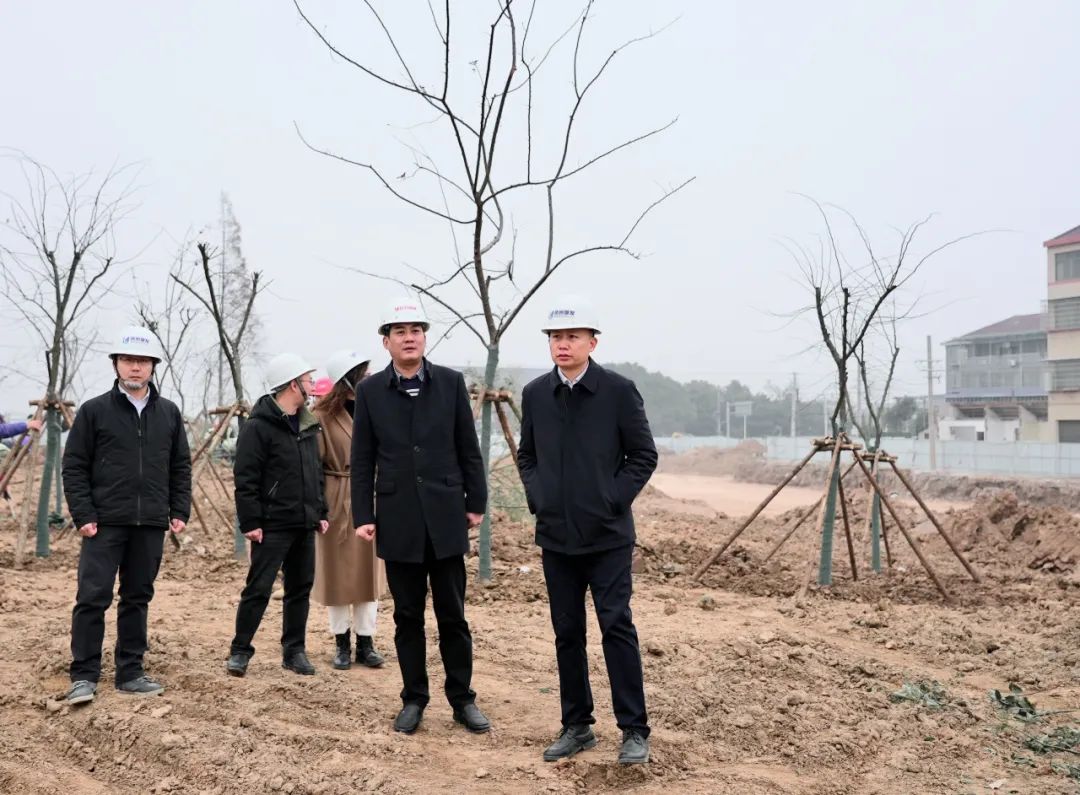 張云飛率隊調研白云園林公司 聚焦在建項目與樹木種植經營，推動綠色發展新篇章