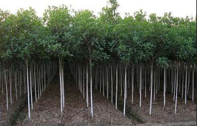 非正常季節苗木種植與農副產品銷售的協同策略